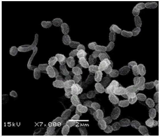 一種防治大豆疫病的生防放線菌菌株及其應用的制作方法與工藝