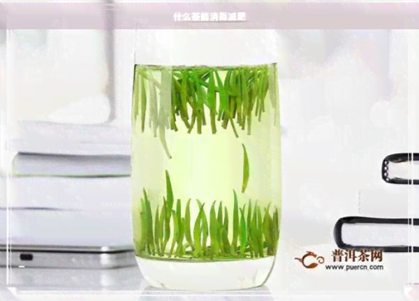 什么茶能消脂減肥