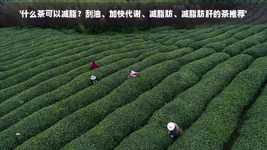 '什么茶可以減脂？刮油、加快代謝、減脂肪、減脂肪肝的茶推薦'