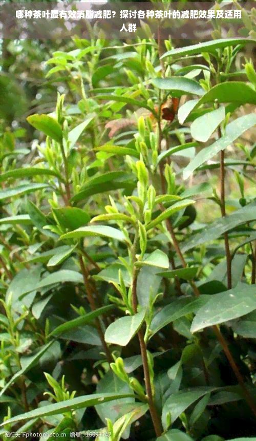 哪種茶葉最有效消脂減肥？探討各種茶葉的減肥效果及適用人群