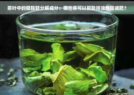 茶葉中的健脂肪分解成分:哪些茶可以幫助排油燃脂減肥?