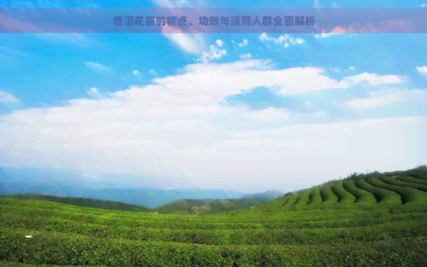 普洱花茶的特點、功效與適用人群全面解析