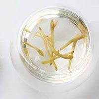 金銀花泡水喝的功效
