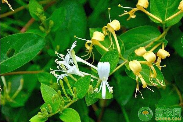 金銀花茶的制作方法和流程-圖片版權(quán)歸惠農(nóng)網(wǎng)所有