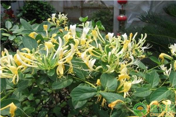 金銀花茶的制作方法和流程-圖片版權(quán)歸惠農(nóng)網(wǎng)所有