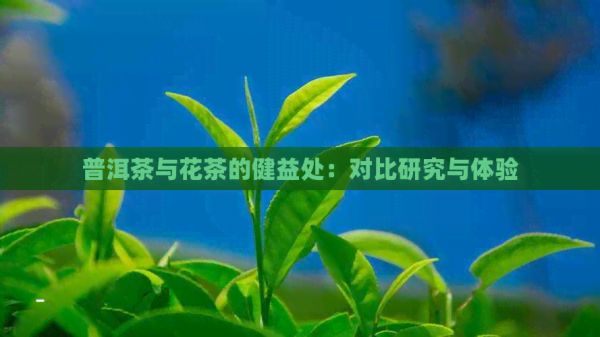 普洱茶與花茶的健益處：對(duì)比研究與體驗(yàn)