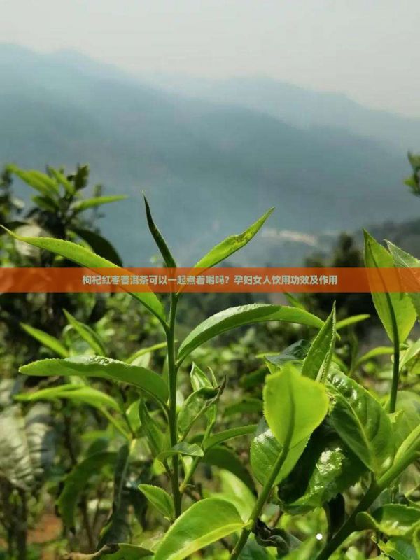 枸杞红枣普洱茶可以一起煮着喝吗？孕妇女人饮用功效及作用
