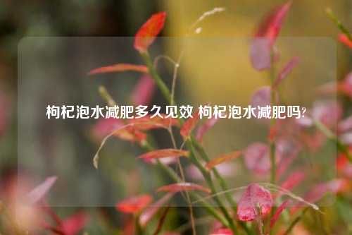 枸杞泡水減肥多久見效 枸杞泡水減肥嗎?