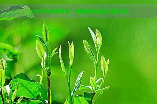 大肚子茶的健功效：減肥利器還是無用之物？