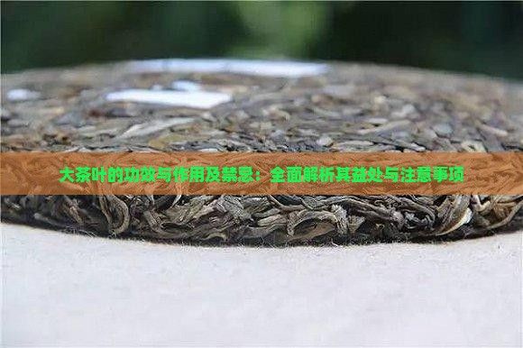 大茶葉的功效與作用及禁忌：全面解析其益處與注意事項(xiàng)