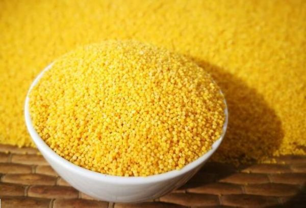 黃小米營養(yǎng)美味又健康，熬小米粥有什么技巧？黃小米怎么吃才好？