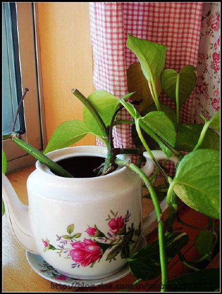 茶亦有道【冰糖枸杞葉茶】