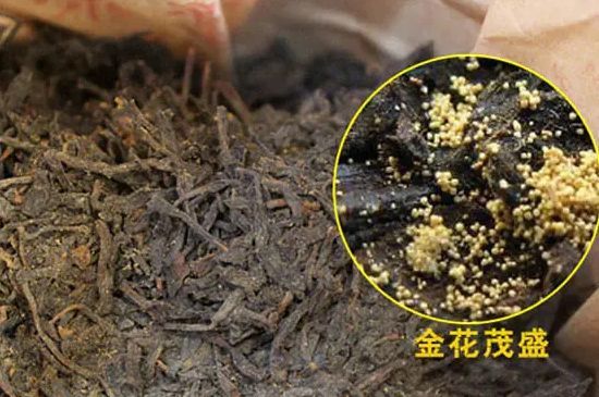 黑茶金花騙局，冠突散囊菌是真是假？