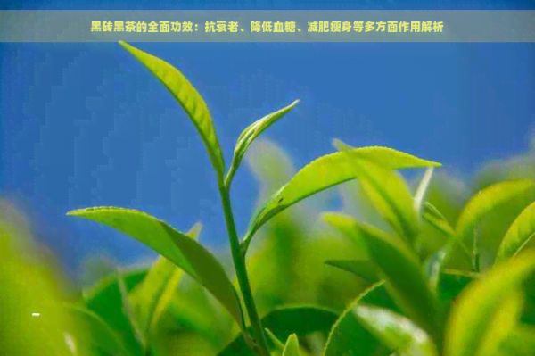 黑砖黑茶的全面功效：抗衰老、降低血糖、减肥瘦身等多方面作用解析
