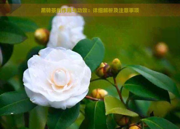 黑砖茶的作用与功效：详细解析及注意事项