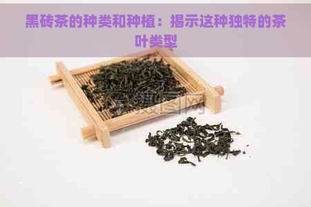 黑磚茶的種類和種植：揭示這種獨(dú)特的茶葉類型