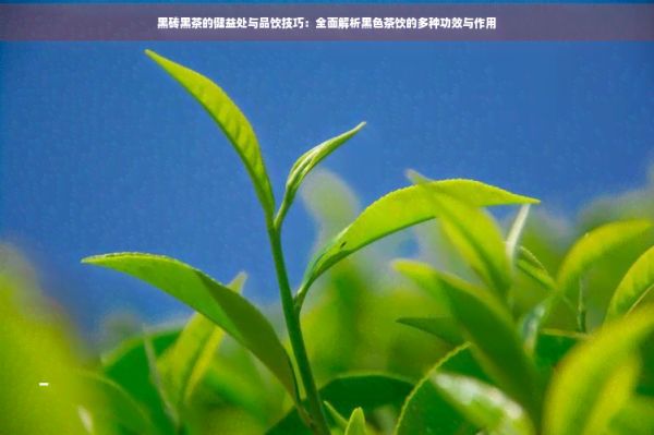 黑磚黑茶的健益處與品飲技巧：全面解析黑色茶飲的多種功效與作用