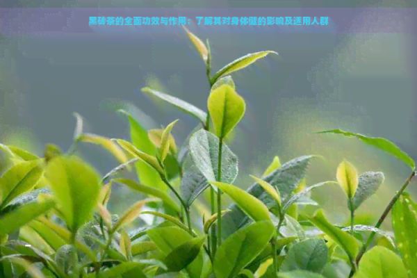 黑磚茶的全面功效與作用：了解其對身體健的影響及適用人群