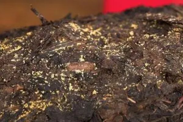 黑茶砖怎么喝才正确方法，黑茶正确的冲泡方法
