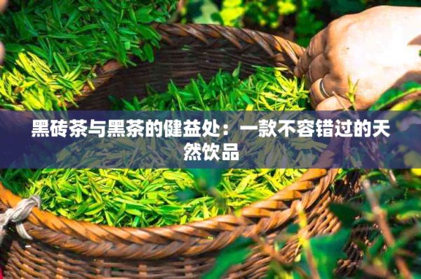 黑磚茶與黑茶的健益處：一款不容錯過的天然飲品
