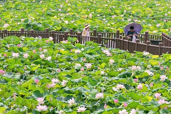 20多項(xiàng)精彩活動(dòng)“荷”你相約第20屆東莞橋頭荷花節(jié)