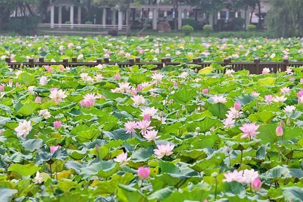 20多項(xiàng)精彩活動(dòng)“荷”你相約第20屆東莞橋頭荷花節(jié)
