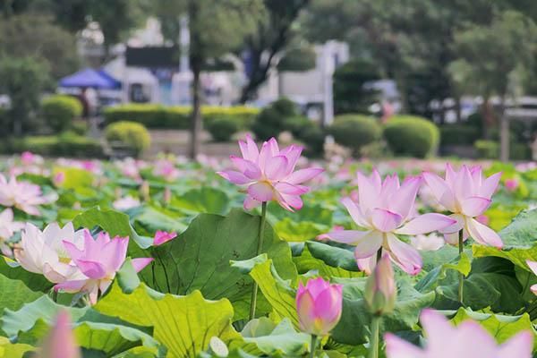 20多項(xiàng)精彩活動(dòng)“荷”你相約第20屆東莞橋頭荷花節(jié)