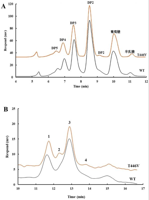 一种高活性乳糖酶突变体及其应用