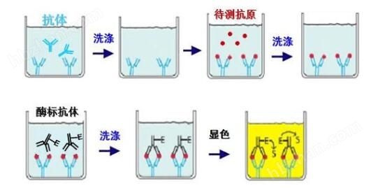 Syn1 大鼠突触蛋白1elisa试剂盒
