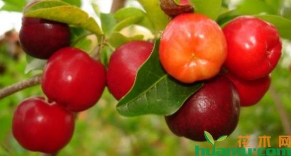 巴西樱桃种植技术