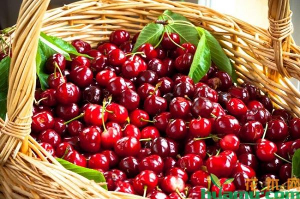 巴西樱桃种植技术