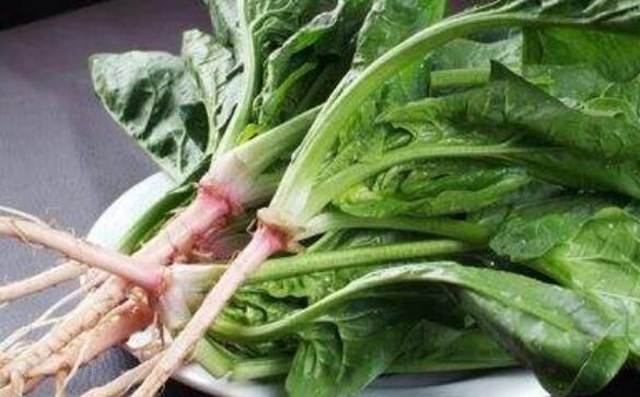 菠菜根的功效與作用及禁忌