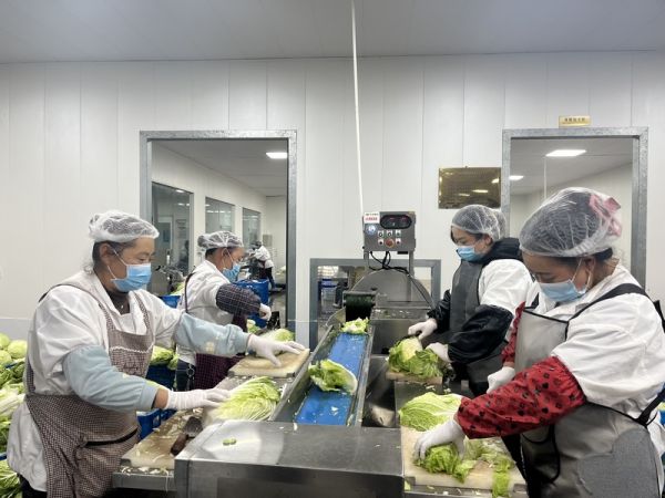 把新鮮蔬菜放入加工設(shè)備內(nèi)進(jìn)行清洗、切配等作業(yè)。