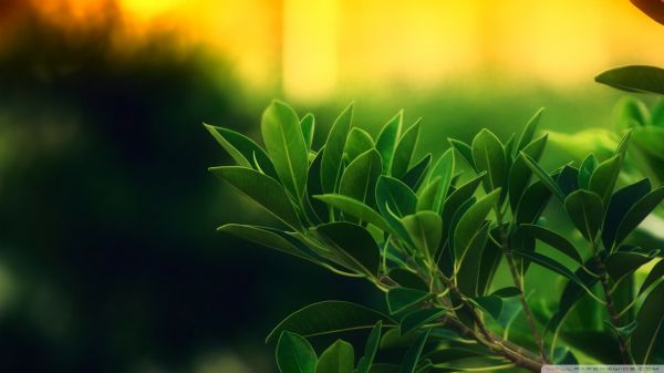 中草药泡脚配方大全
