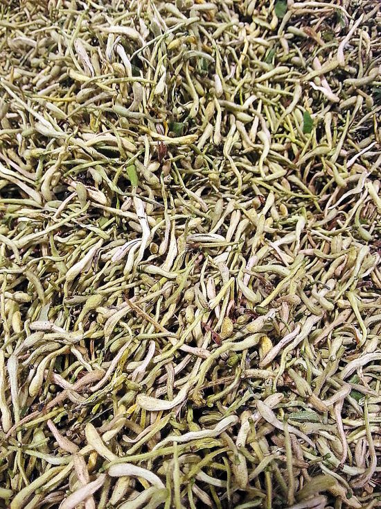 健康消暑：少喝冰鎮(zhèn)飲料　自制消暑涼茶（圖）