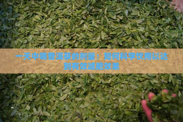 一天中喝普洱茶的劑量：如何科學(xué)飲用以達(dá)到有效減肥效果