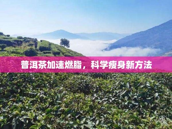 普洱茶加速燃脂，科学瘦身新方法