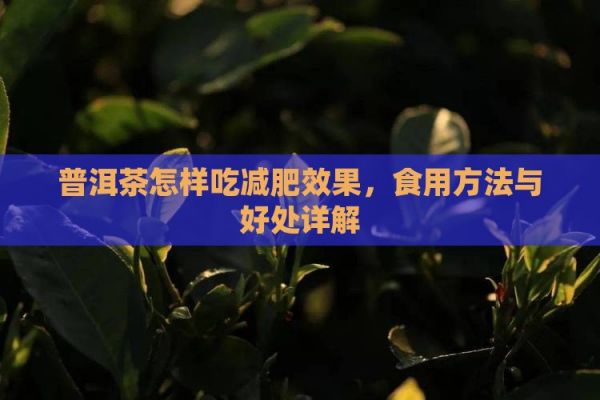普洱茶怎樣吃減肥效果，食用方法與好處詳解