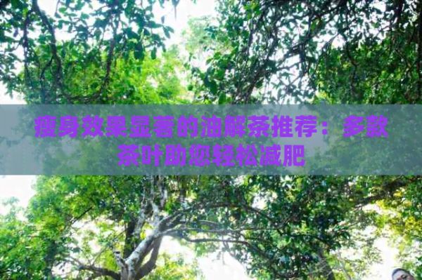 瘦身效果显著的油解茶推荐：多款茶叶助您轻松减肥