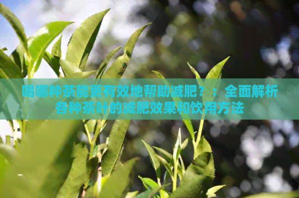 喝哪种茶能更有效地帮助减肥？：全面解析各种茶叶的减肥效果和饮用方法