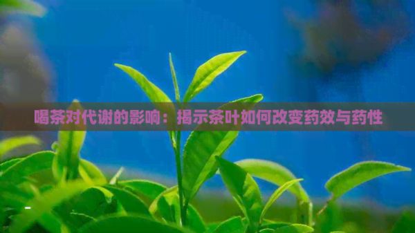喝茶對(duì)代謝的影響：揭示茶葉如何改變藥效與藥性