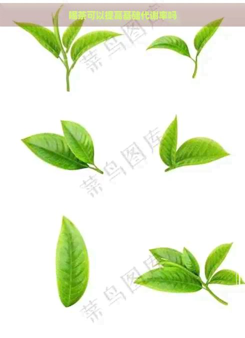 喝茶可以提高基礎代謝率嗎