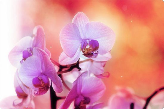 姐弟恋明星瘦身妙招保持苗条身材抓住幸福婚姻