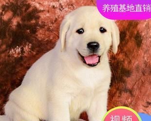 拉布拉多每月體重變化一覽表（一只寵物犬的健康成長記錄）