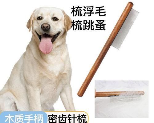 拉布拉多每月體重變化一覽表（一只寵物犬的健康成長記錄）