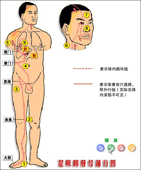 脾胃不好，肝经不通，一根擀面杖，就可解决