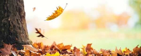 夏秋季節(jié)轉(zhuǎn)換的過渡時期 處暑養(yǎng)生注意這五點(diǎn) 處暑養(yǎng)生注意什么