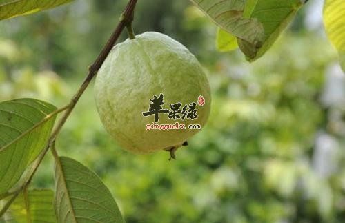 番石榴葉好處多 能有效降血糖