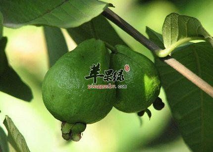 番石榴葉好處多 能有效降血糖