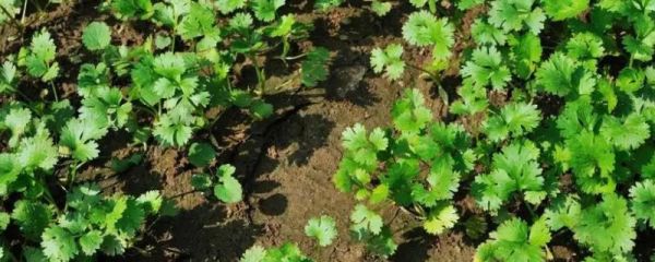 香菜屬于什么類蔬菜
